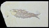 Bargain, Fossil Fish (Knightia) - Wyoming #88581-1